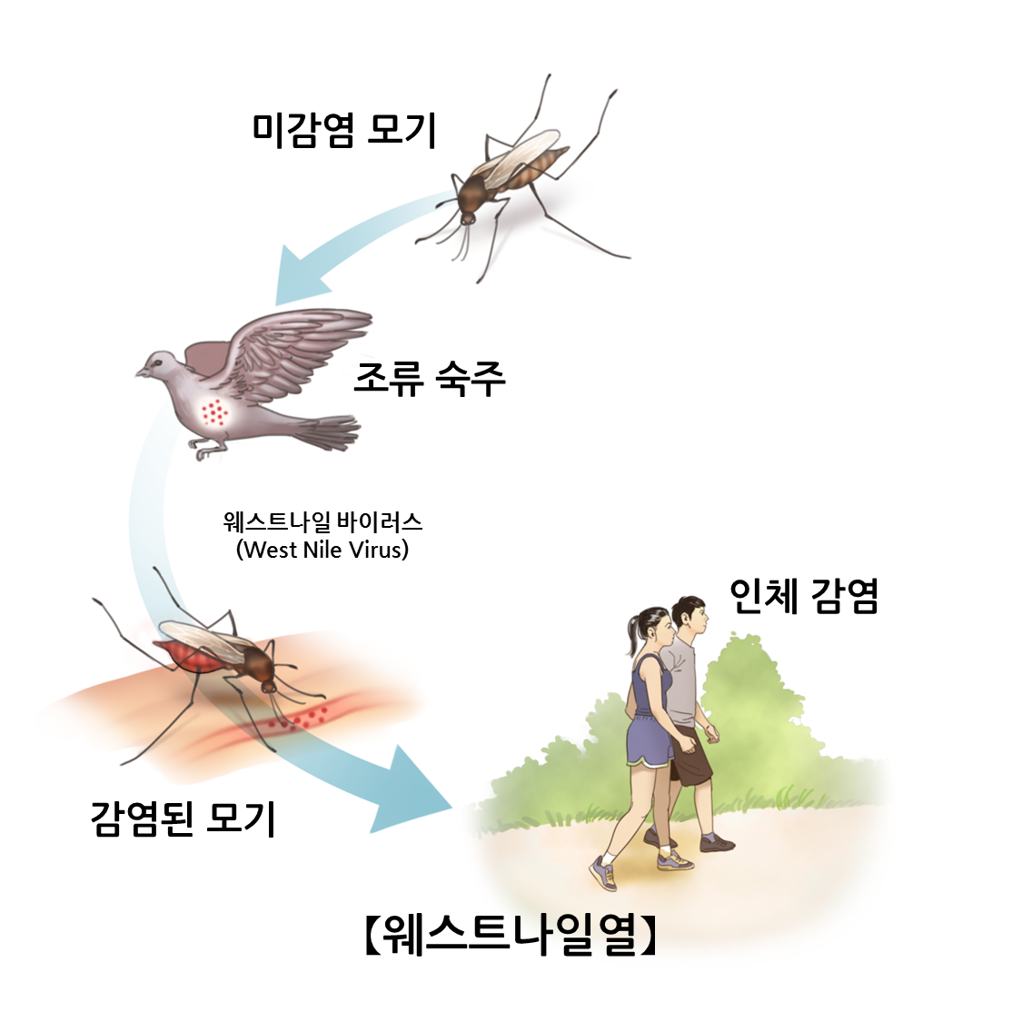 웨스트나일열