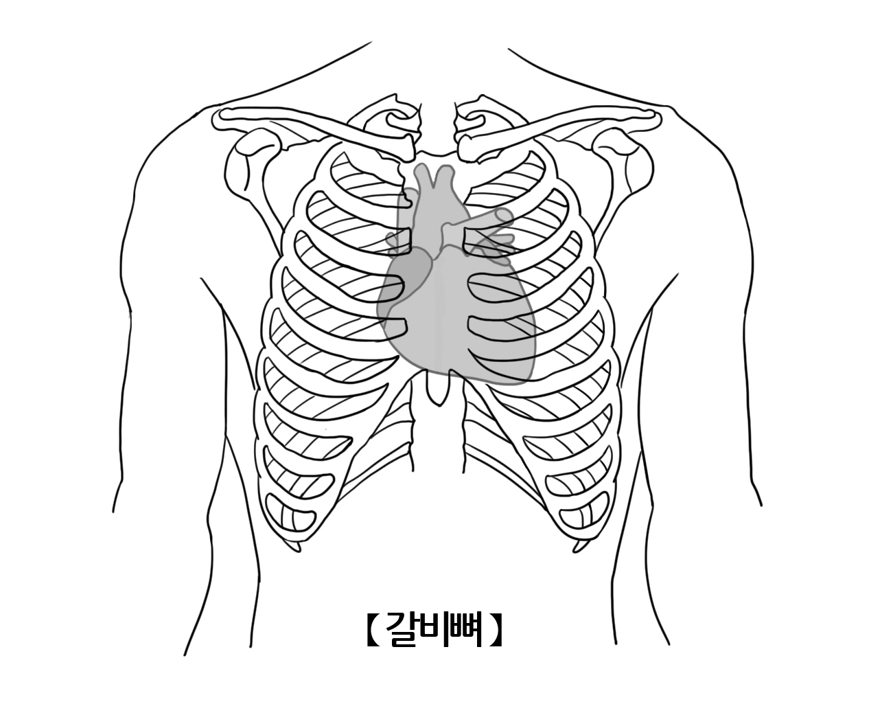 갈비뼈