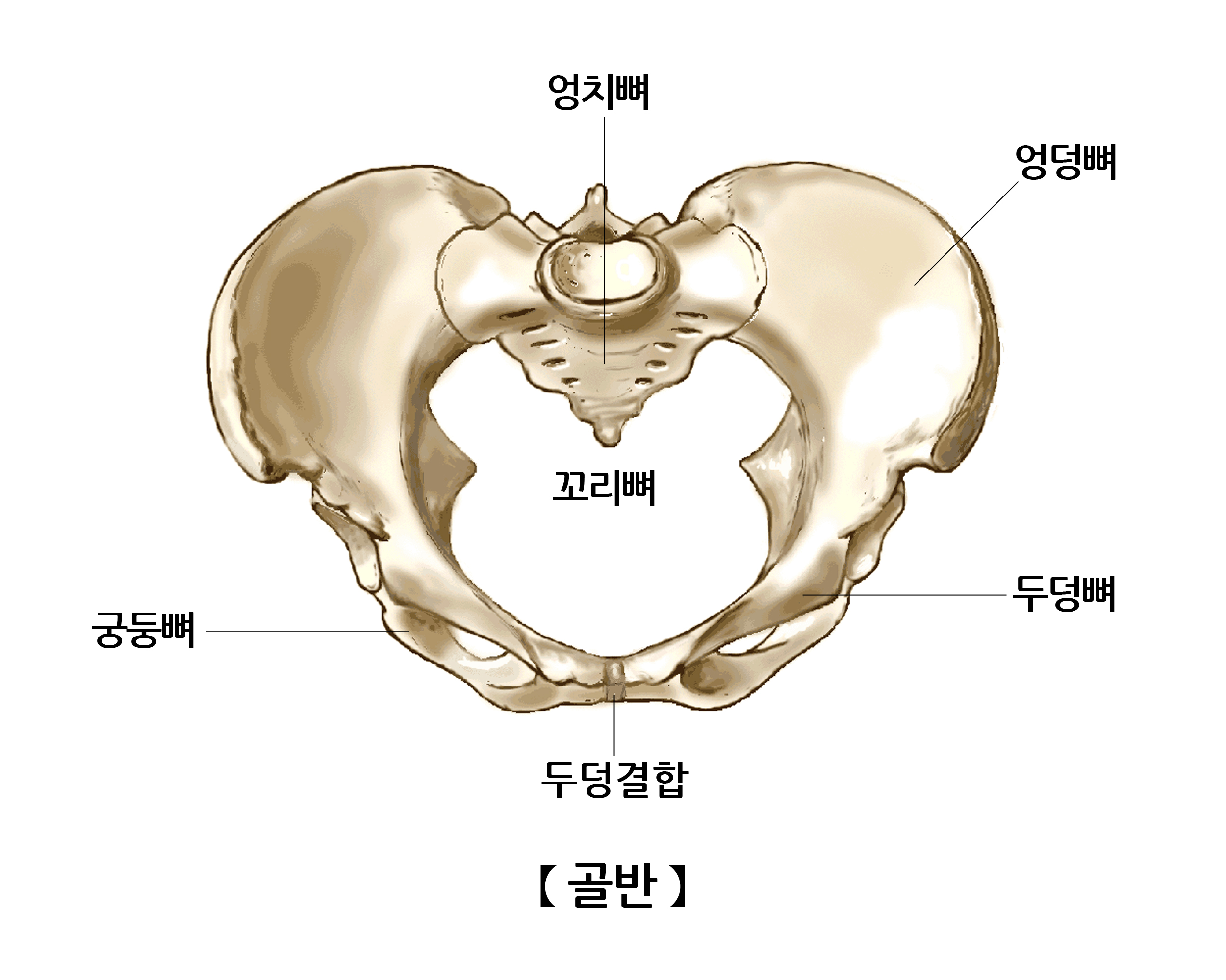 골반