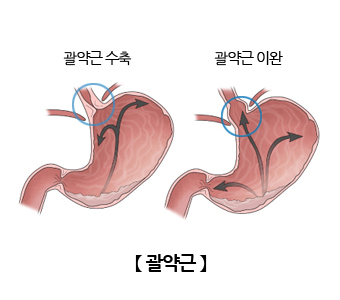 괄약근