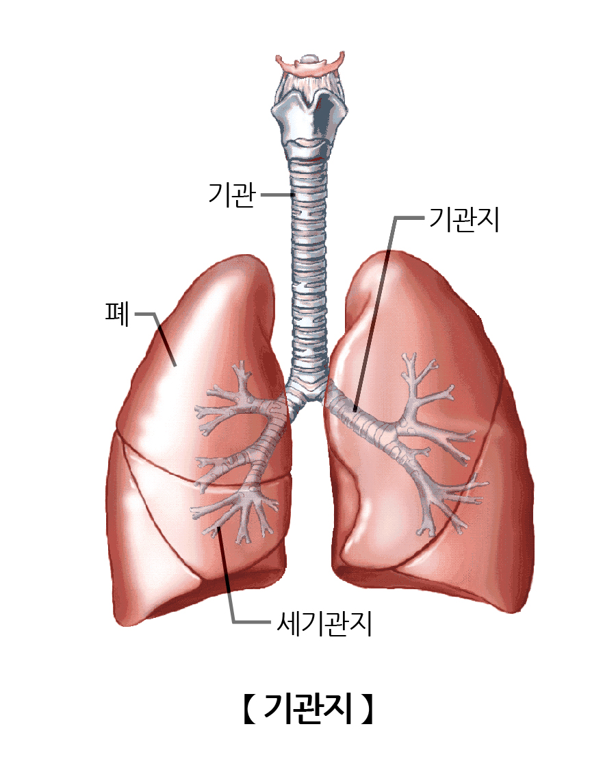 기관지