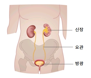 요백혈구