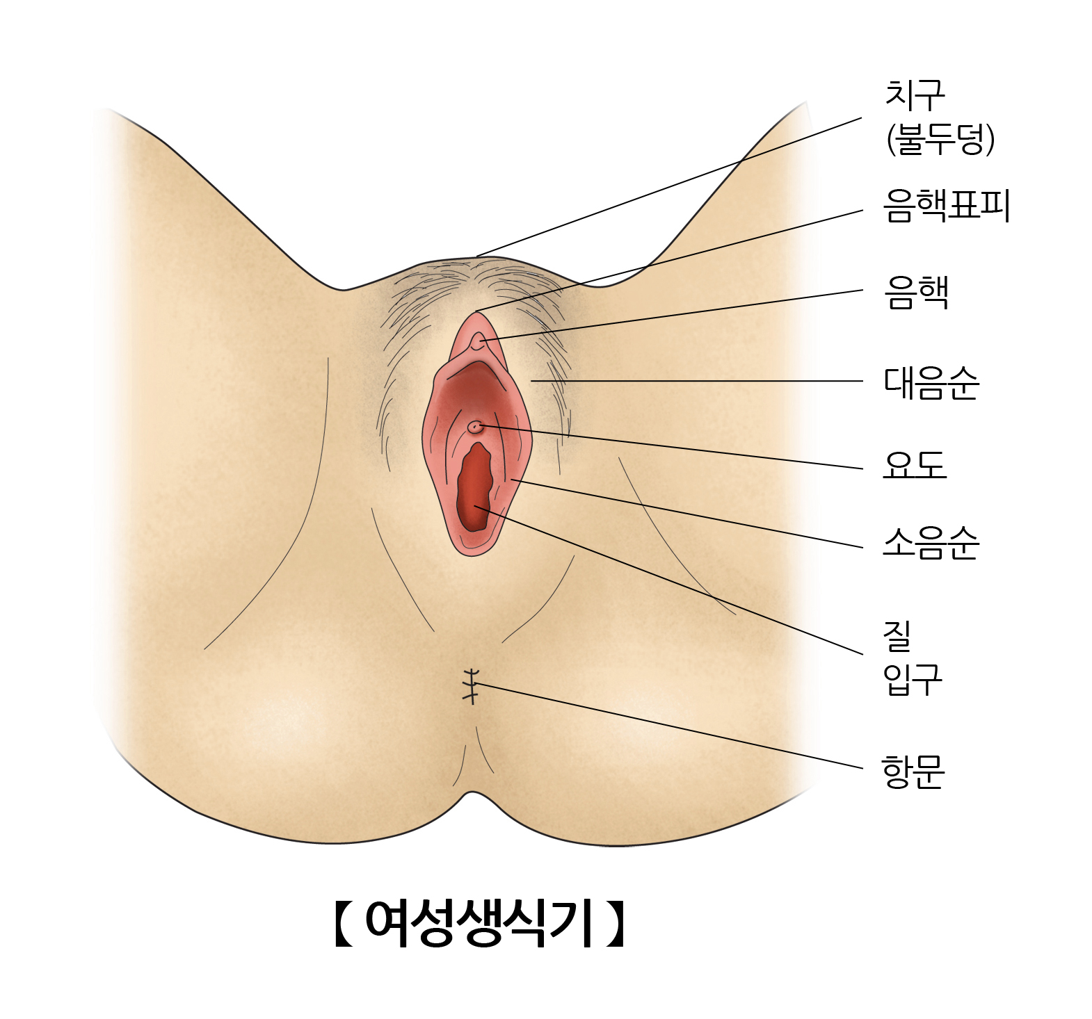 여성생식기