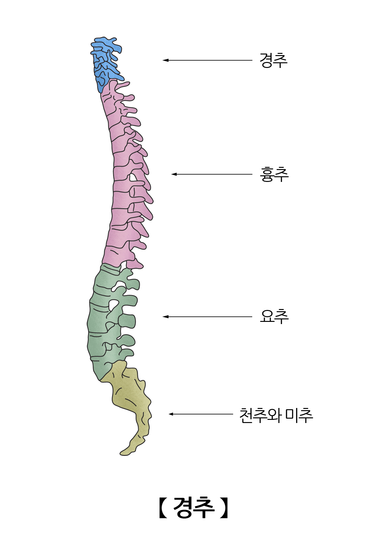 경추