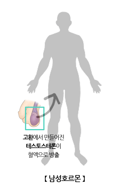 남성호르몬