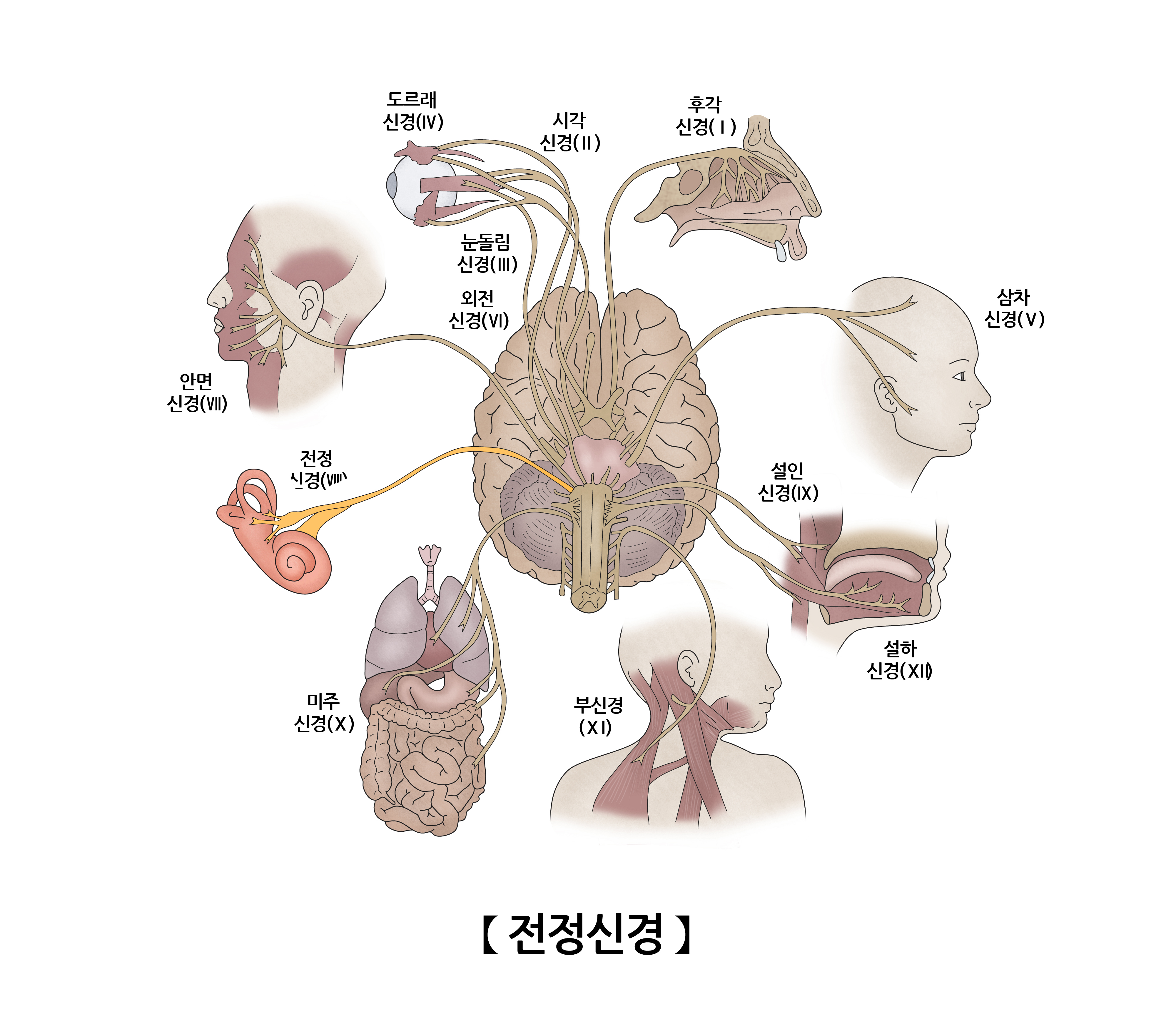 전정신경