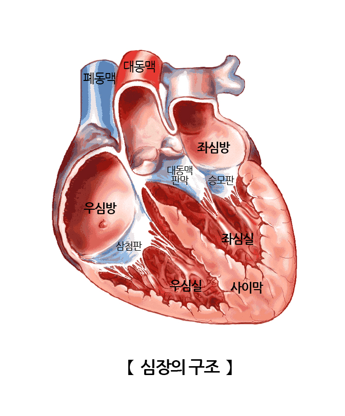 심장의 구조