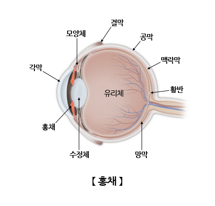 홍채