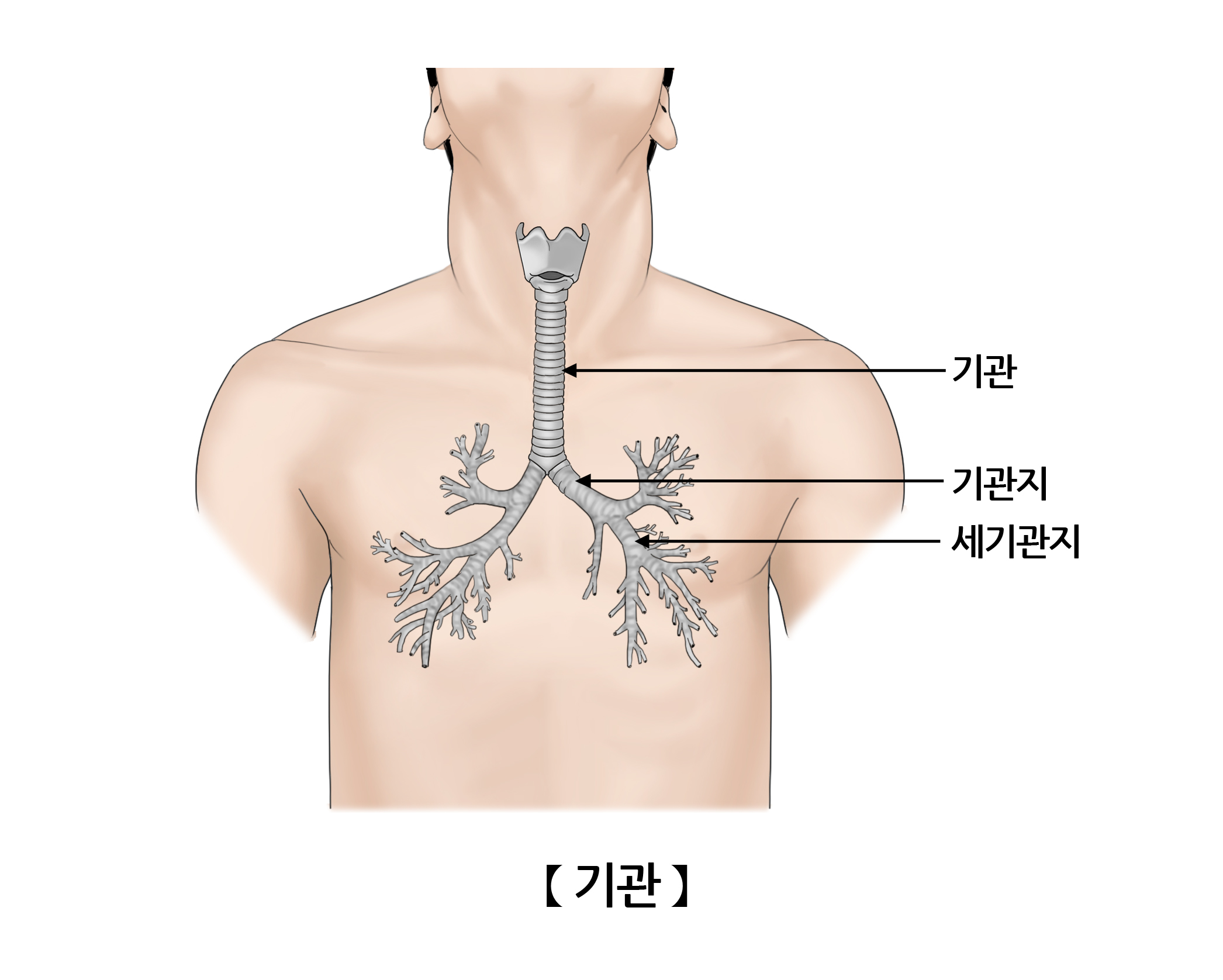 기관