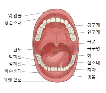 혀